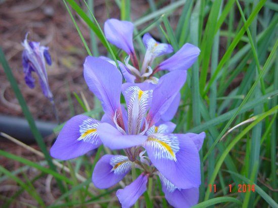 Giardino botanico di Diomede
